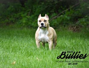 Image post by @1911bullies on Facebook