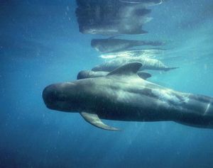 Image post by @discovery on Instagram