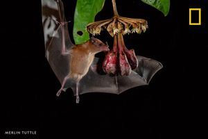 Image post by @NatGeo on Twitter