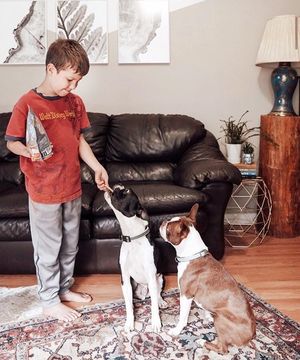 Image post by @evolvepetfood on Instagram