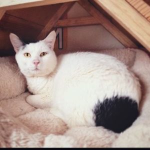 Image post by @spokhumanesoc on Instagram
