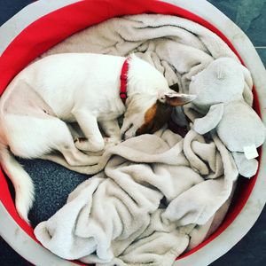 Image post by @snaffle_it on Instagram