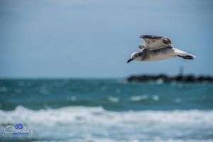 Image post by @overbeyphoto on Twitter