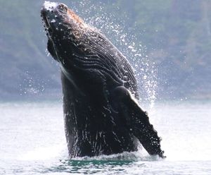 Image post by @nationalparkservice on Instagram