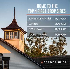 Image post by @theTDN on Twitter