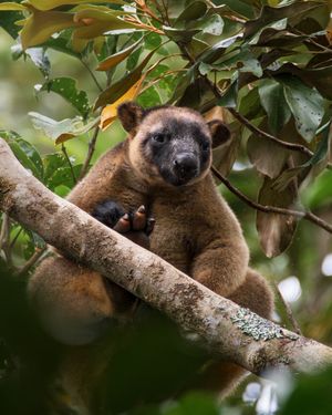 Image post by @AnimalPlanet on Twitter