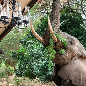 Image post by @chiawasafaris on Instagram