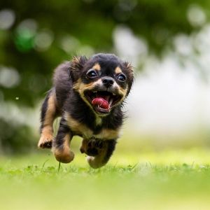Image post by @animalplanet on Instagram