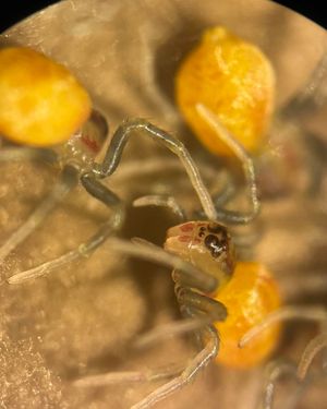 Image post by @butterflypavilion on Instagram