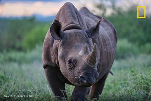 Image post by @NatGeo on Twitter