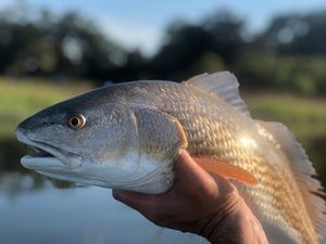 Image post by @toadfishoutfitters on Instagram