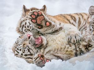 Image post by @AnimalPlanet on Twitter