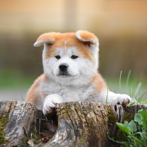 Image post by @animalplanet on Instagram