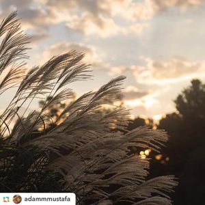 Image post by @collegiatetimes on Instagram
