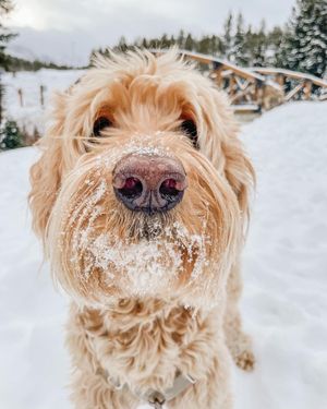 Image post by @winterparkresort on Instagram