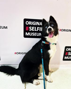 Image post by @tux_the_blue_pomsky on Instagram