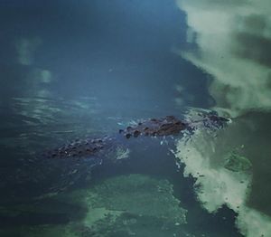 Image post by @gatorsgym on Instagram