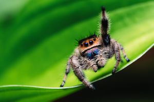 Image post by @AnimalPlanet on Twitter