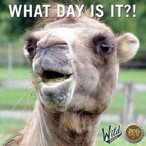 Image post by @iowawild on Instagram
