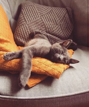 Image post by @evolvepetfood on Instagram