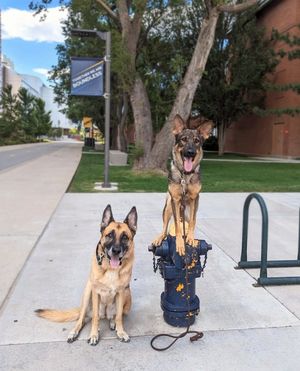 Image post by @nauflagstaff on Instagram