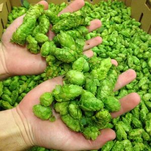 Image post by @greatdividebrew on Instagram
