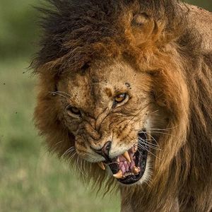 Image post by @lions on Instagram