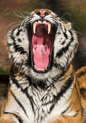Image post by @Discovery on Twitter