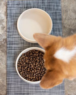 Image post by @evolvepetfood on Instagram