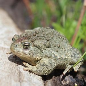 Image post by @animalplanet on Instagram