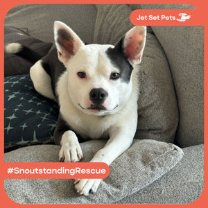 Image post by @jetsetpets on Instagram