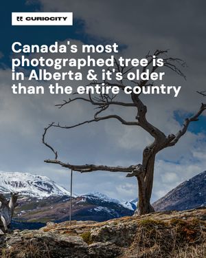 Image post by @curiocitycalgary on Instagram
