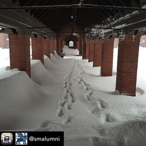 Image post by @smlions on Instagram