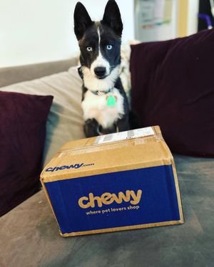 Image post by @tux_the_blue_pomsky on Instagram