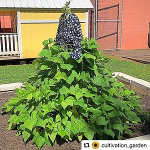 Image post by @kidsgardening on Instagram