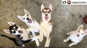Image post by @ellendegeneres on Instagram
