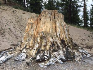 Image post by @NatlParkService on Twitter