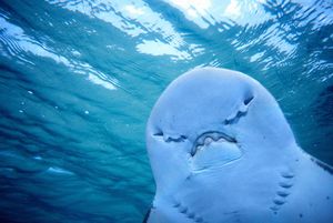 Image post by @AnimalPlanet on Twitter
