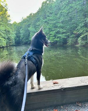 Image post by @tux_the_blue_pomsky on Instagram