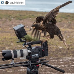 Image post by @reddigitalcinema on Instagram