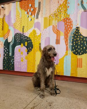 Image post by @thesavannahwolfhound on Instagram