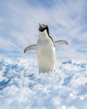 Image post by @white.desert.antarctica on Instagram