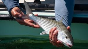 Video post by @thecaptainslogtv on YouTube