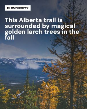 Image post by @curiocitycalgary on Instagram