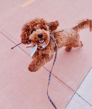Image post by @evolvepetfood on Instagram