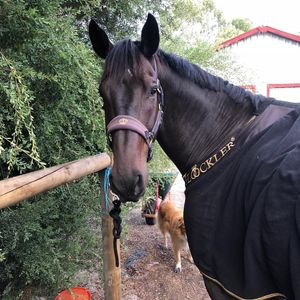 Image post by @first_bit_equine_ on Instagram