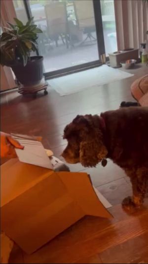 Video post by @LiveLikeRoo on Facebook