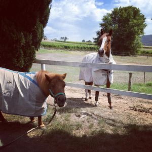 Image post by @snaffle_it on Instagram