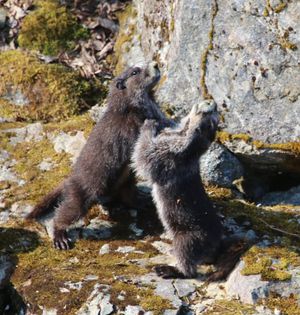 Image post by @NatlParkService on Twitter