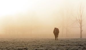 Image post by @spendthriftfarm on Instagram
